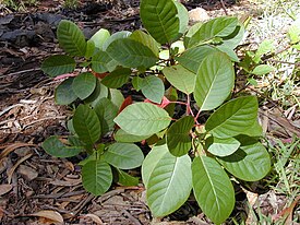 Cinchona pubescens