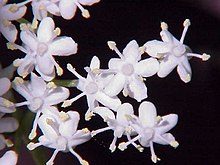 Svarthyll (Sambucus nigra)