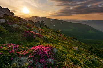 Flores de rododendro en los montes cárpatos