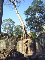 Tree on gopura