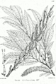 Salix daphnoides