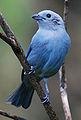 Thraupis episcopus Español: Viudita English: Blue-gray tanager