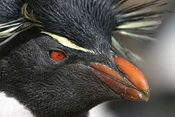 Rockhopper on Pebble Island