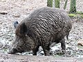 Wildschwein