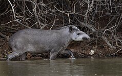 Tapirus terrestris (Tapiro)