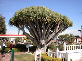 Dragon Tree located at Hotel del Coronado