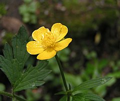 Пълзящо лютиче (R. repens)