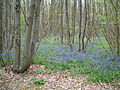 Bluebells at Ranscombe Farm