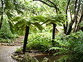 Tree ferns at "The Dell"