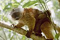 A female black lemur and her offspring at the okobe Reserve