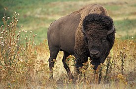 Bisonurin er tjóðardjór í Oklahoma