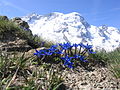 Fololo: Gentiana brachyphylla, Mont: Breithorn