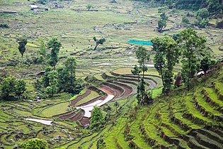 Agricultural terraces