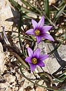 Romulea melitensis