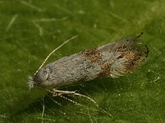 Bucculatrix frangutella (40082746774).jpg