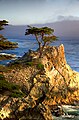 Die „einsame Zypresse“ (Lone Cypress)