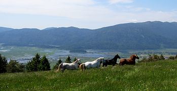 Slovenia Dinarică: Lacul intermitent Cerknica⁠(d)