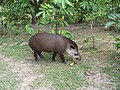 Tapir de Baird.