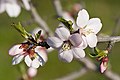 花（花柄が短いので桃の花に似ている）