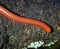 Jongoo (Myriapoda)