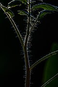 Trichome tomato.jpg