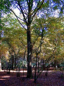 Landgoed 't Zand nabij Zelhem