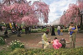 Het Subaru Cherry Blossom Festival in 2008 dat in het park werd gehouden