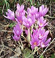 a group of flowers