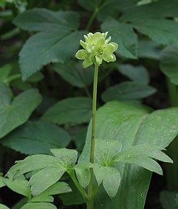 Adoxa moschatellina