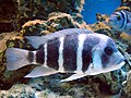 Pyszczak hełmiasty (Cyphotilapia frontosa) we wrocławskim zoo