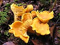 Chanterelles ko'pincha qayin daraxtlari yaqinida oʻsadi.