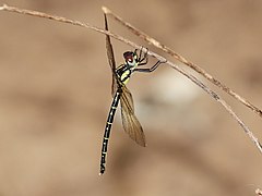 Choristhemis flavoterminata 244321208.jpg