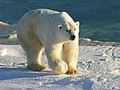 Wapusk National Park, Manitoba, Canada