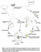 Life-cycle-of-black-truffle-from-selosse-et-al.png