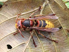 Vespa crabro 02.JPG