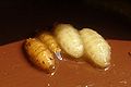 pupae