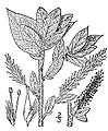 Salix cordata