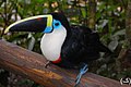 White-throated Toucan