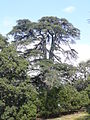 Cedrus atlantica in the Park