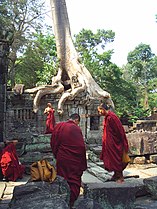 Monks and tree