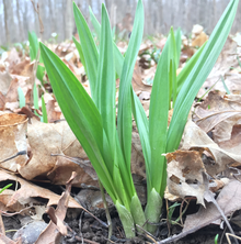 Allium tricoccum variety burdickii with narrow leaves and no pigment