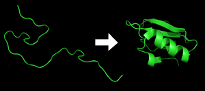 Process of protein folding.