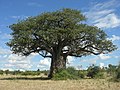 English: Chobe Riverfront Македонски: Чобе, Боцвана