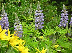 Wildflowers of the Albion Basin, near Alta, Utah