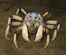 Aus soldier Crab.jpg