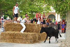 Encierro lors de la fête votive de Calvisson dans le Gard.