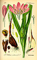 Colchicum autumnale plate 115 in: Otto Wilhelm Thomé: Flora von Deutschland, Österreich u.d. Schweiz, Gera (1885)