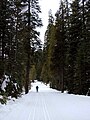 Glacier Point Road