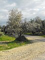 Tree (probably cultivated)