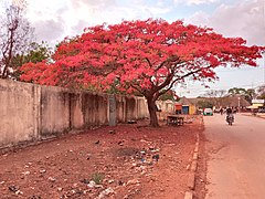 Arbre Flamboyant Labé.jpg